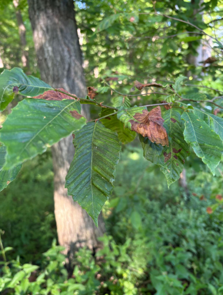 tree leaves